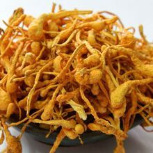 [特价]杨永胜 特级孢子头北虫草花 金虫草 蛹虫草 滋补 40g/罐装