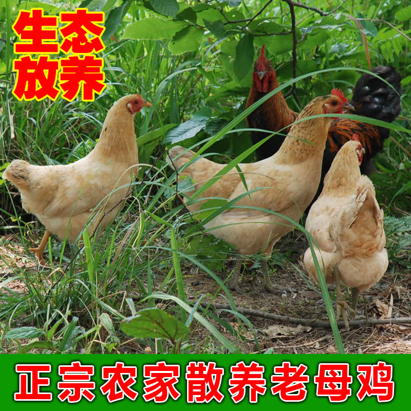 正宗農家散養小腳土雞 山林老母雞 柴雞草雞笨雞 走地雞 現殺發貨在類目 水產肉類/新鮮蔬果/熟食, 生肉/肉製品, 雞肉類, 整雞中 - 來自Buy2taobao.com提供專業的淘寶代購服務