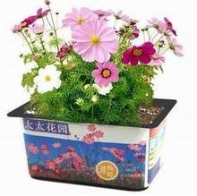 DIY种植精装迷你植物|太太花园*波斯菊|家庭小园艺开心农场