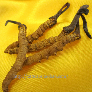  【颐品轩】精选那曲冬虫夏草4条/克 正品西藏那曲虫草 产地批发