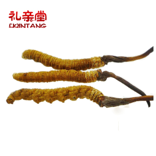  【礼亲堂】西藏那曲极品冬虫夏草 12年精选正品冬虫草新草 3条/克