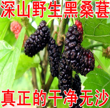 特级无沙桑葚干！野生黑桑葚子！新货保证干净无沙 特价2斤起包邮