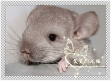 ^笑笑^小宠~家养10年10月6日出生米色龙猫D。