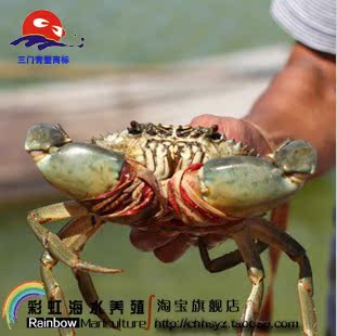  三门青蟹包邮 公蟹肉蟹每只5-8两 2斤装 鲜活水产品 死蟹包退