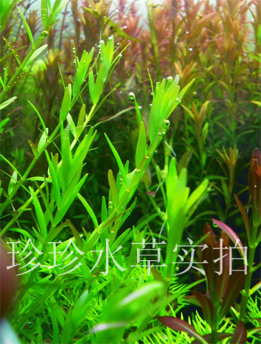 水草绿宫廷 正宗绿宫廷(100%自产水中叶)珍珍水草(5枝)拍10包邮在类目 宠物/宠物食品及用品, 水族世界, 鱼缸等水族设备, 水草中 - 来自Buy2taobao.com提供专业的淘宝代购服务