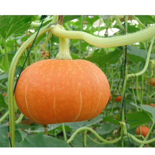  世果汇　特级大南瓜瓜王　装饰南瓜　万圣节南瓜　85斤/个