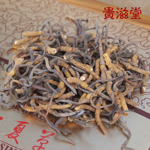  贵滋堂 西藏那曲冬虫夏草断草中条 免费破壁打粉