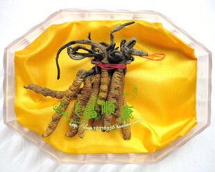  超越同仁堂标准 西藏那曲冬虫夏草 4根1克 虫草 冬虫草