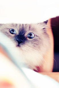 【猫驴儿100%】宠物疫苗医疗用品 1ml l 