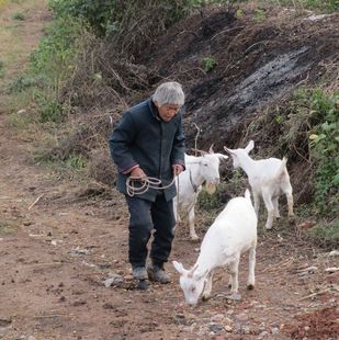  散养新鲜生羊肉 带皮  羊排 羊腿 森林放养小山羊 羊肉卷新鲜牛肉