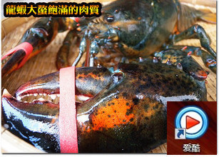  生猛海鲜 野生加拿大龙虾(活)125/斤 99%存活率