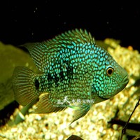 大型观赏鱼-猪仔鱼宠物鱼活体鱼苗鳄雀鳝福鳄