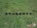 taobao english 4471208023