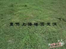 【猪圆玉润】2011年国产提木西提摩西新草 色绿杆细不限量 现货！
