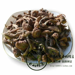  东北野生榛蘑菇 500g 野生食用菌 小鸡炖蘑菇 特产干货 满百包邮
