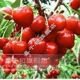 樱桃新品种 拉宾斯 3号 特价售2年苗8元一棵 明年就可结果