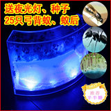正品城堡蚂蚁工坊送夜光灯特大号 送宠蚂蚁25只+种子1包备送蚁后
