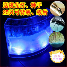 正品城堡蚂蚁工坊送夜光灯特大号 送宠蚂蚁25只+种子1包备送蚁后