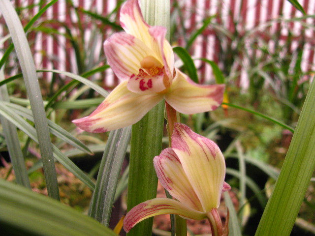 兰花---春剑篇 - 风轻云淡 - 风轻云淡