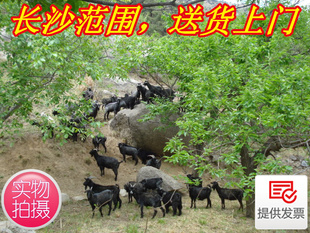  正宗沩山黑山羊肉，有机农家放养羊肉，新鲜羊肉，长沙当天送货