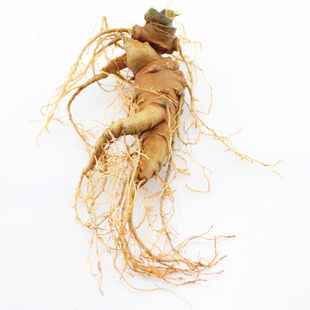 2012年 云南文山 新鲜有机春三七 5-8个1斤 (大