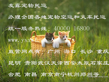 石家庄--澳门宠物托运 运输 邮寄狗狗猫咪