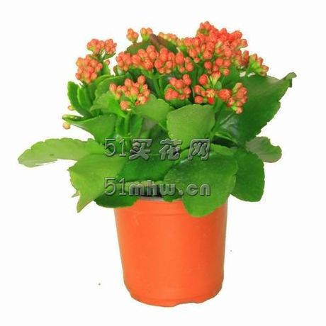 长寿花\/死不了开花盆栽花卉植物绿植盆景桌面