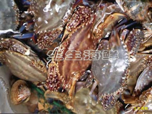  舟山特产海鲜/鲜活海鲜水产品 野生活蟹 公梭子蟹