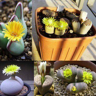 特价枝干番杏生石花苗1-1.5cm 石生花植物石头花植物 多肉植物