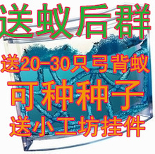 特大号正品蚂蚁宫房 蚂蚁工坊 蚂蚁工房  送蚁后种子 蚂蚁小挂件