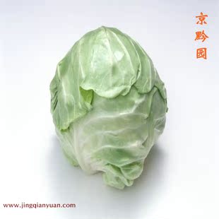  【京黔园】绿色食品优质蔬菜 包菜 包心菜 北京买菜当天送到家