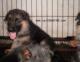 专一繁殖德国牧羊犬带耳号和血统书