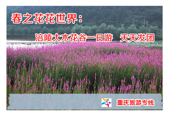 重庆一日游/涪陵大木花谷一日游/重庆赏花路线/重庆旅游赏花 重庆一日游/涪陵大木花谷一日游/重庆赏花路线/重庆旅游赏花