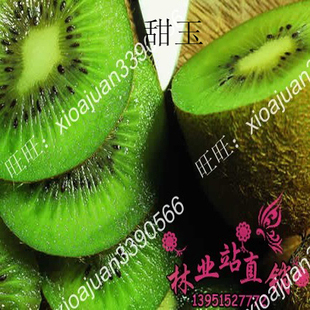 农科院推荐 猕猴桃苗新品种'甜玉' 年结两次果 