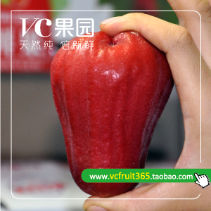 品质保证 新鲜水果 正宗台湾黑珍珠莲雾1斤 4斤顺丰包邮 假一赔百