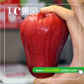 超低价 新鲜水果 正宗台湾黑珍珠莲雾1斤 4斤顺丰包邮 假一赔百