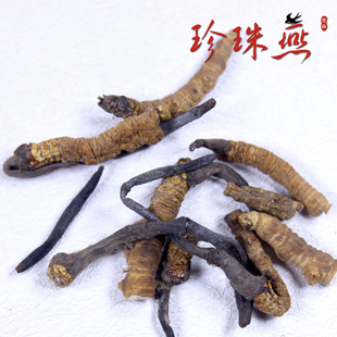  【珍珠燕】正品 西藏那曲 冬虫夏草 新品上市 断草