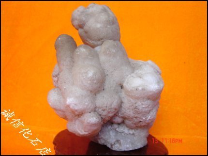 诚信辽西石头古生物精品化石奇石观赏石 钟乳