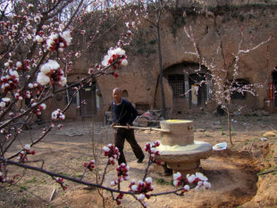  返璞归真 山西大黄糯小米面粉 大黄米面 年糕面 油糕面