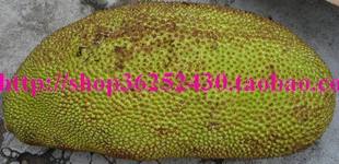  海南菠萝蜜 -马来西亚 品种自然熟--香甜脆口包邮
