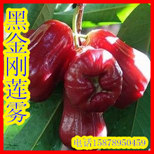 果树 果苗 树苗 果树苗 莲雾 黑金刚 莲雾苗 莲雾树 黑金刚莲雾