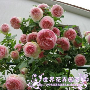 秒杀藤本月季四季开花小桃红龙沙宝石月季庭院