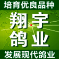 白羽王六个月大种鸽一对 另有乳鸽肉鸽白鸽青年鸽 养鸽技术