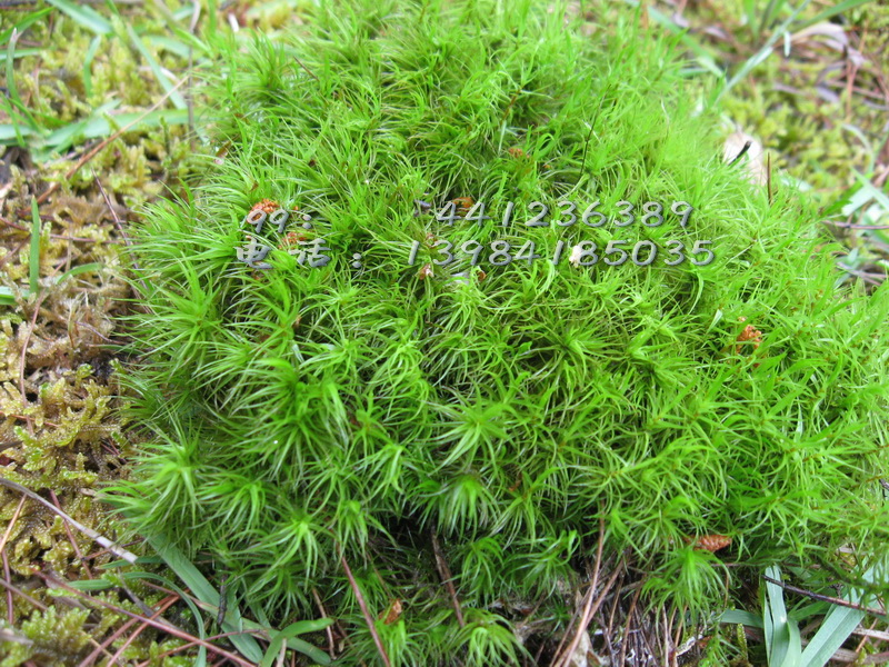 大金发i藓(鲜活苔藓植物,青苔)在类目 鲜花速递/花卉仿真/绿植园艺, 创意迷你植物中 - 来自Buy2taobao.com提供专业的淘宝代购服务