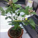 盆栽果树苗木 嫁接柠檬树苗 尤力克柠檬苗(美国柠檬)全年循环结果