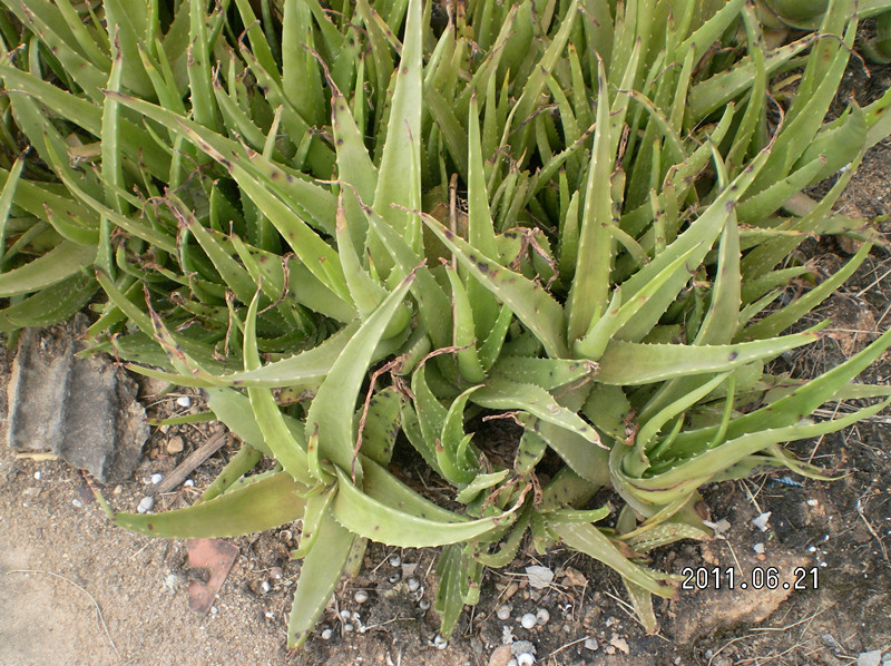 芦荟苗\/活芦荟\/作用很大\/随便栽种都活\/家里的