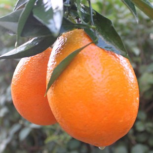  出口 一帆 赣南脐橙 橙子 新鲜水果 甜橙子 精品果 六省 包邮