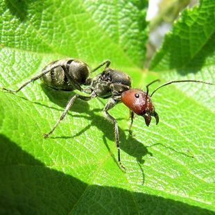 宠物蚂蚁|红头弓背蚁|camponotus singularis|1后200工