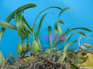 新鲜野生草药石橄榄石仙桃石上莲大吊兰麦斛吊