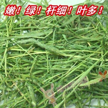 【抢】兔草 提摩西草500g 国产提摩西干草 1kg起售 十斤北京包邮